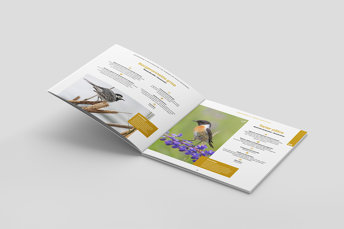 apprendre à reconnaître les oiseaux, fiches de la bergeronnette grise et du tarier pâtre