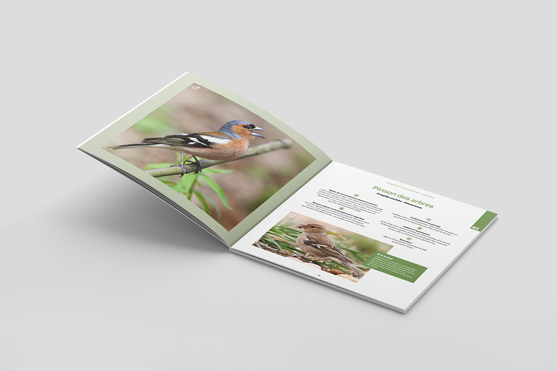 apprendre à reconnaître les oiseaux, fiche du pinson des arbres